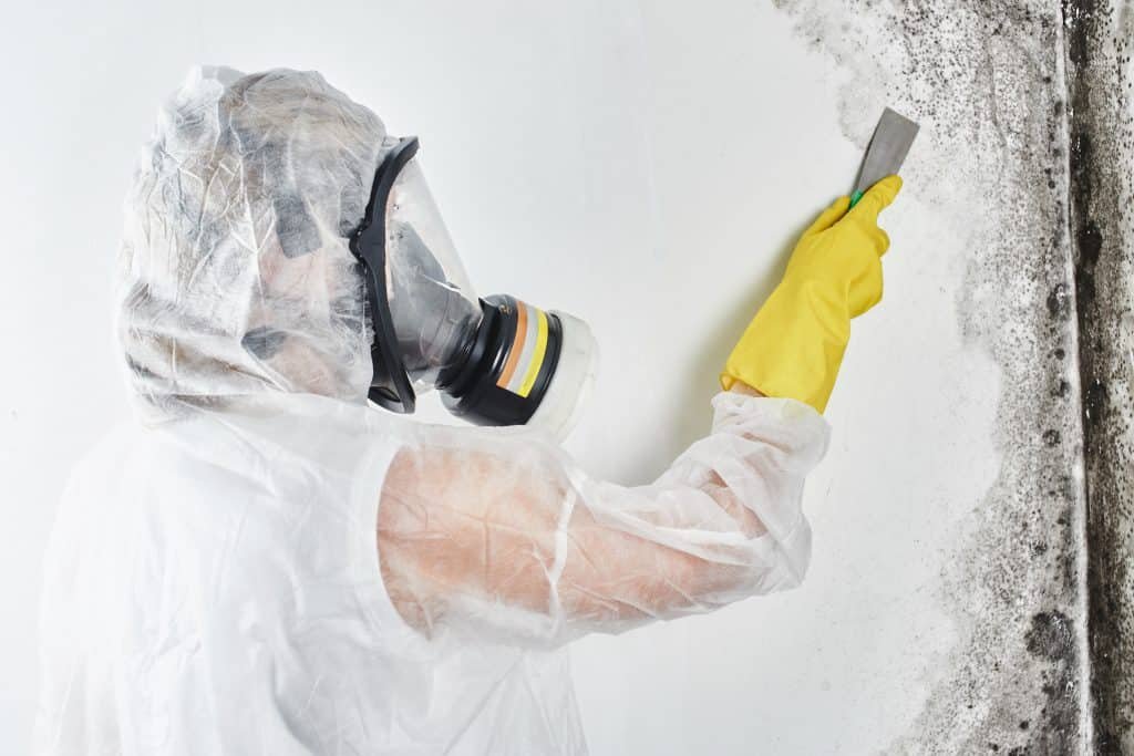 mold removal near me